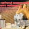 Пояс эластичный р. XXL 99-109 из верблюжьей шерсти, Леонарда-Сервис